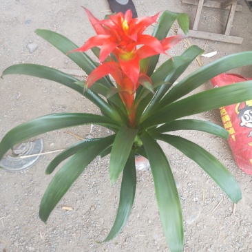 凤梨花