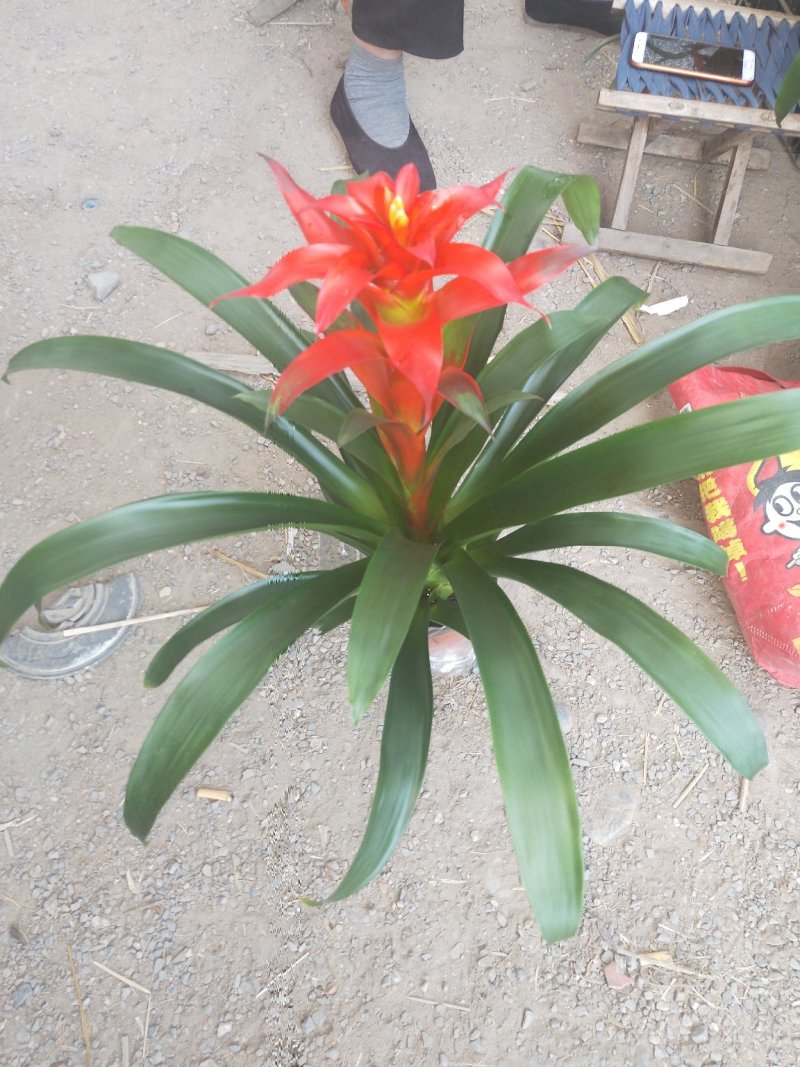 凤梨花