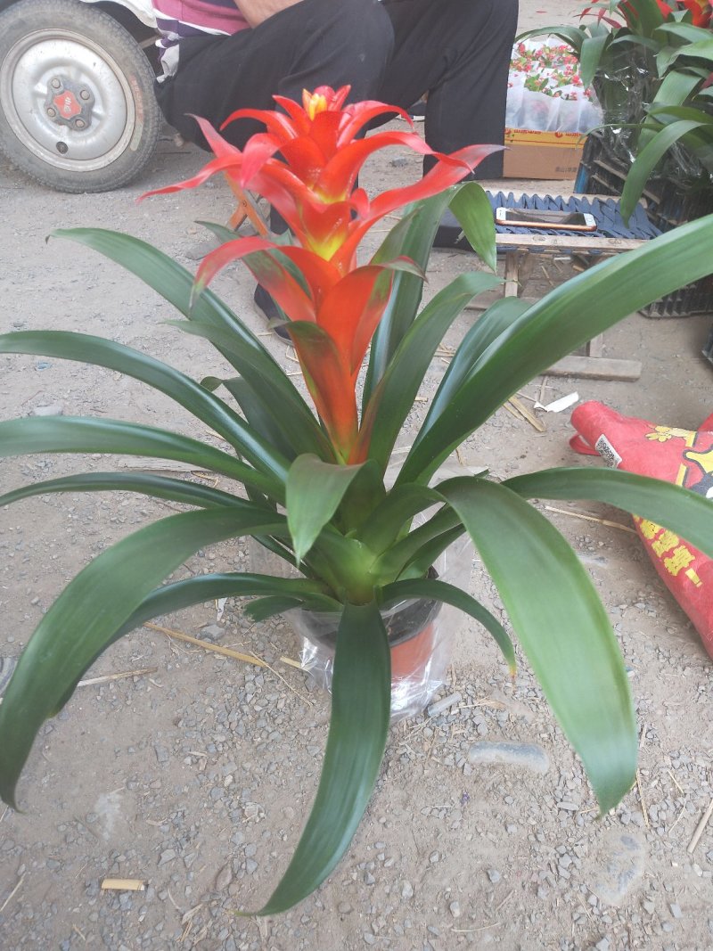 凤梨花