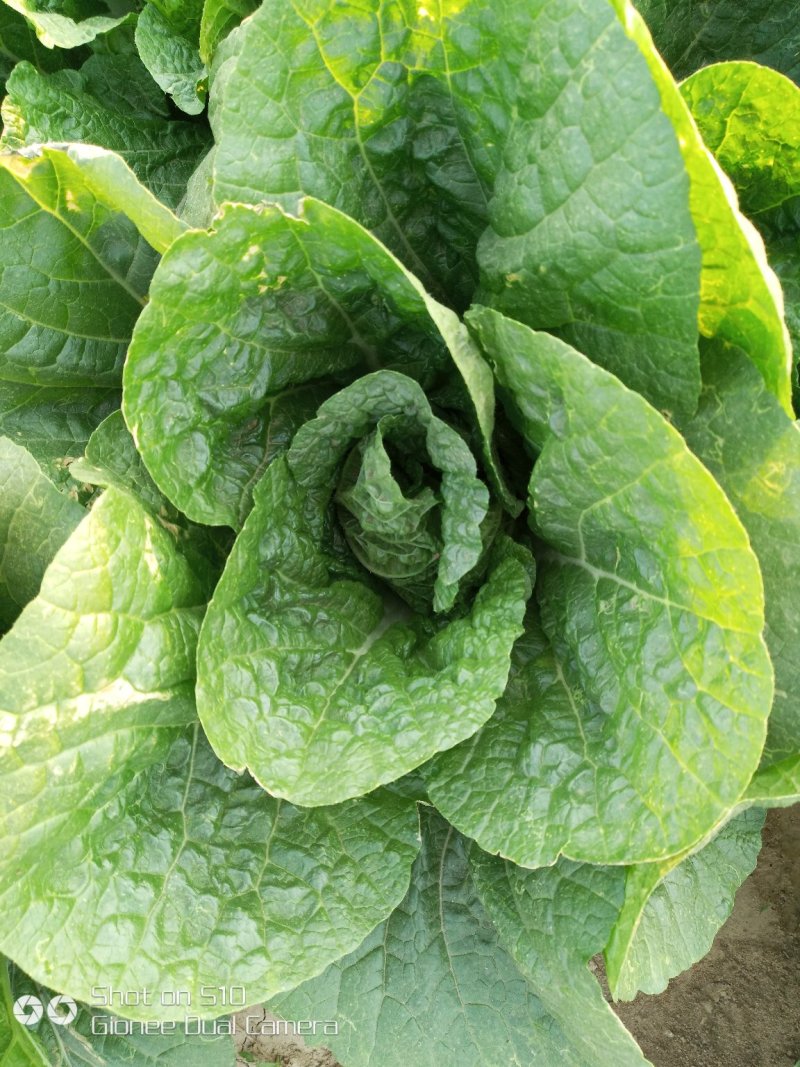 玲珑黄娃娃菜