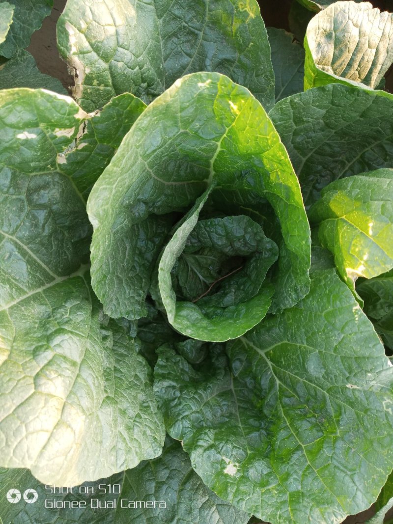 玲珑黄娃娃菜