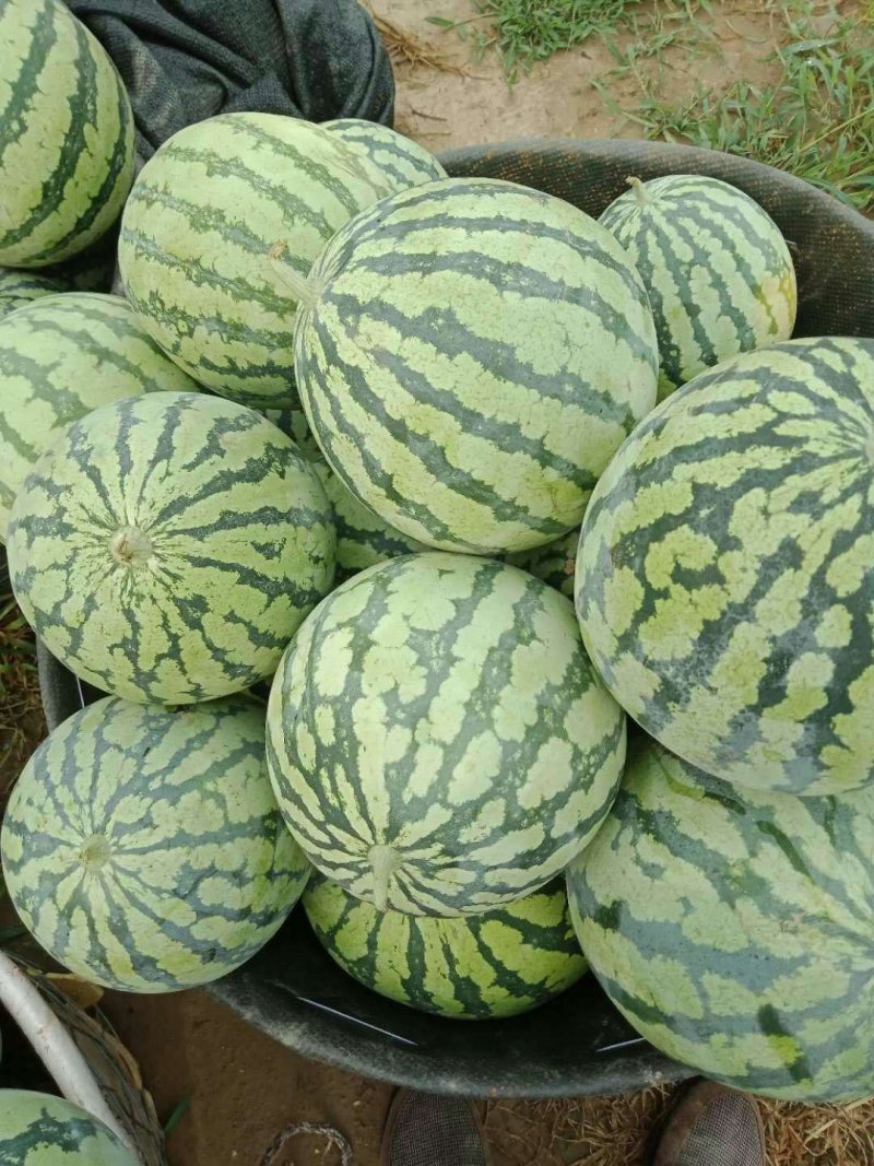 8424，夏宝，夏乐，甜蜜蜜麒麟西瓜，口感好，甜度好，