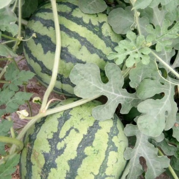 8424，夏宝，夏乐，甜蜜蜜麒麟西瓜，口感好，甜度好，