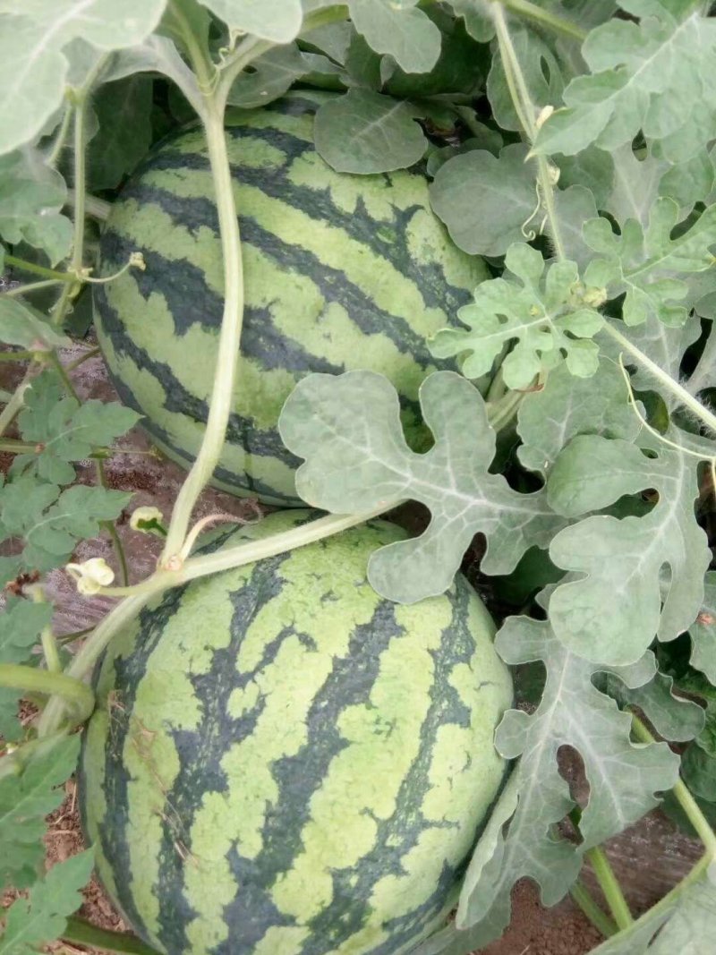8424，夏宝，夏乐，甜蜜蜜麒麟西瓜，口感好，甜度好，