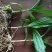 三叉白芨种苗包品种包成活包技术