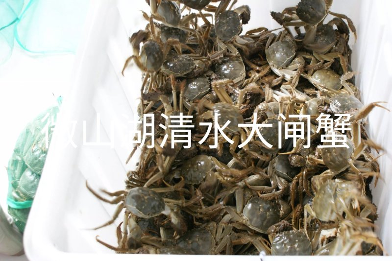 微山湖清水小龙虾大闸蟹大量上市