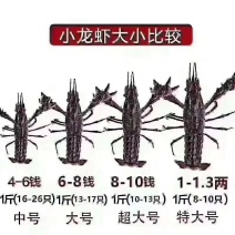 微山湖清水小龙虾大闸蟹大量上市