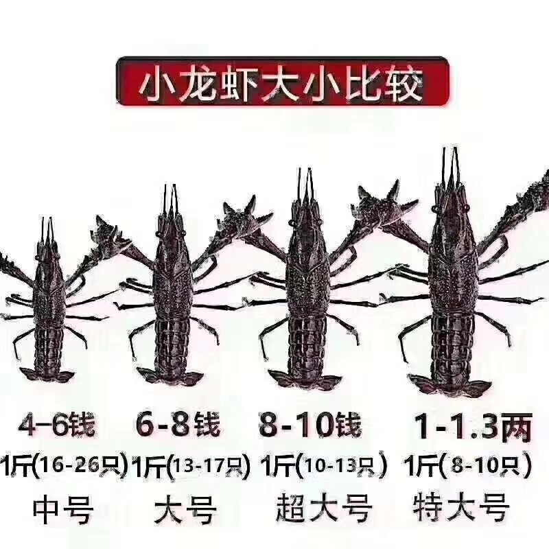 微山湖清水小龙虾大闸蟹大量上市