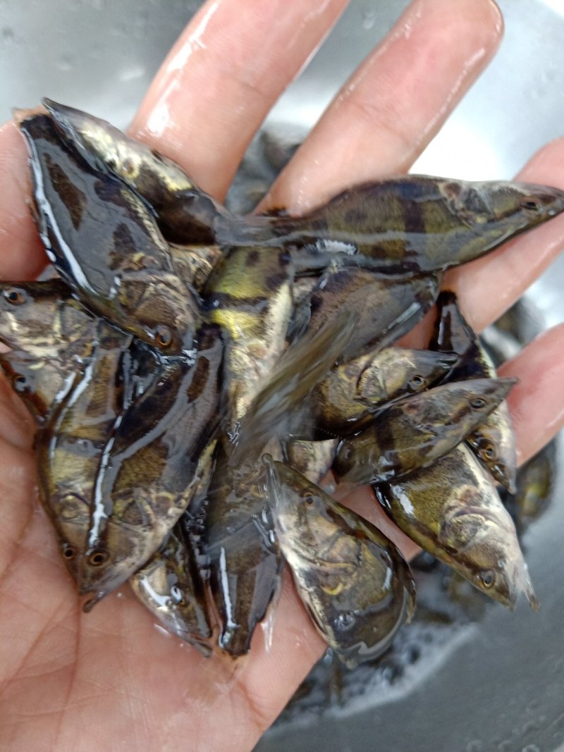 桂鱼苗季花鱼鳜鱼鱼苗淡水鱼苗观赏锦鲤鱼苗