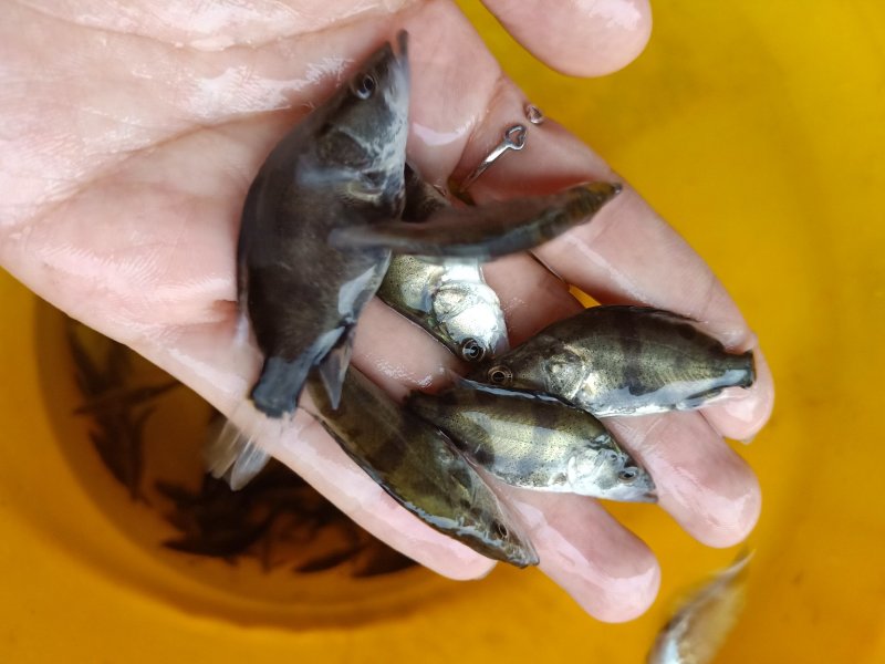 桂鱼苗季花鱼鳜鱼鱼苗淡水鱼苗观赏锦鲤鱼苗