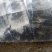 桂鱼苗季花鱼鳜鱼鱼苗淡水鱼苗观赏锦鲤鱼苗
