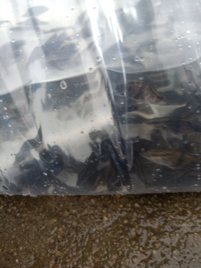 桂鱼苗季花鱼鳜鱼鱼苗淡水鱼苗观赏锦鲤鱼苗