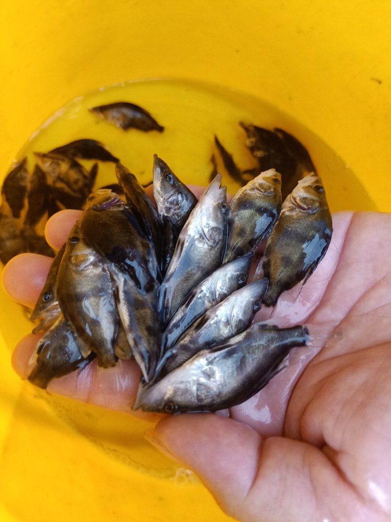桂鱼苗季花鱼鳜鱼鱼苗淡水鱼苗观赏锦鲤鱼苗
