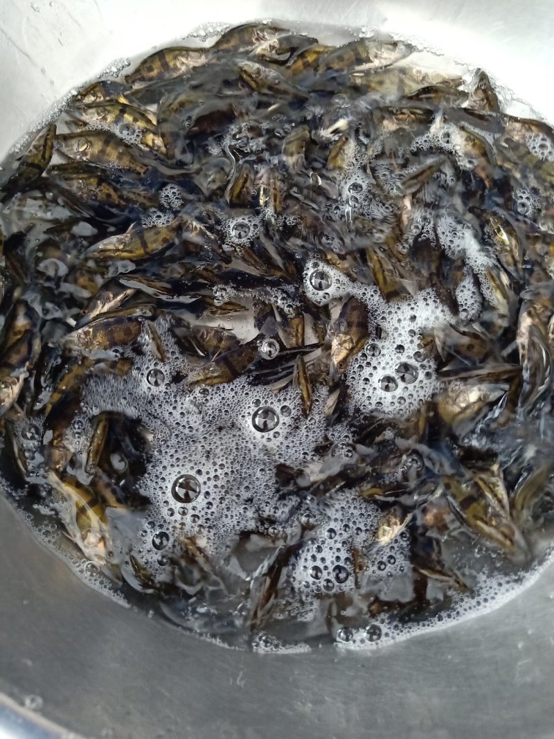 桂鱼苗季花鱼鳜鱼鱼苗淡水鱼苗观赏锦鲤鱼苗