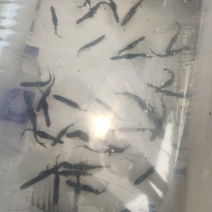 🔥爆款鸭嘴鱼苗订单量大，鱼苗紧张，专家教你养殖好鸭嘴鱼