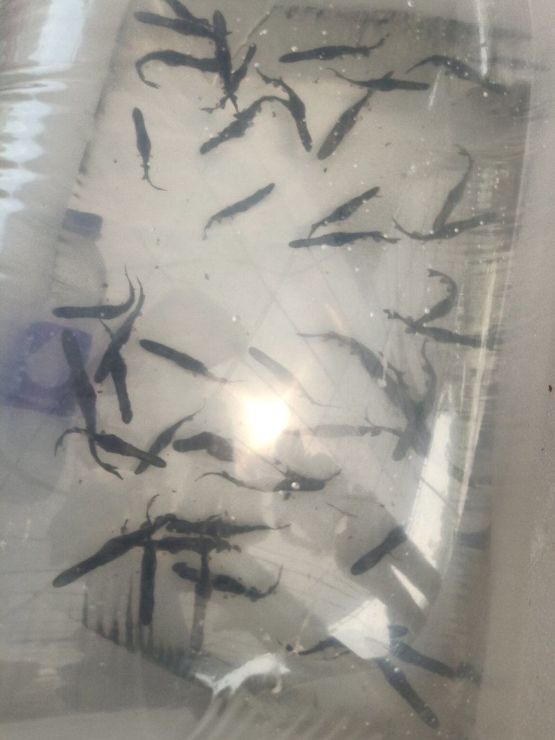 🔥爆款鸭嘴鱼苗订单量大，鱼苗紧张，专家教你养殖好鸭嘴鱼