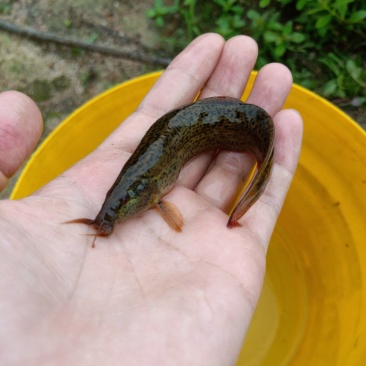 泥鳅鱼苗哪里有？台湾泥鳅苗杂交泥鳅苗价格