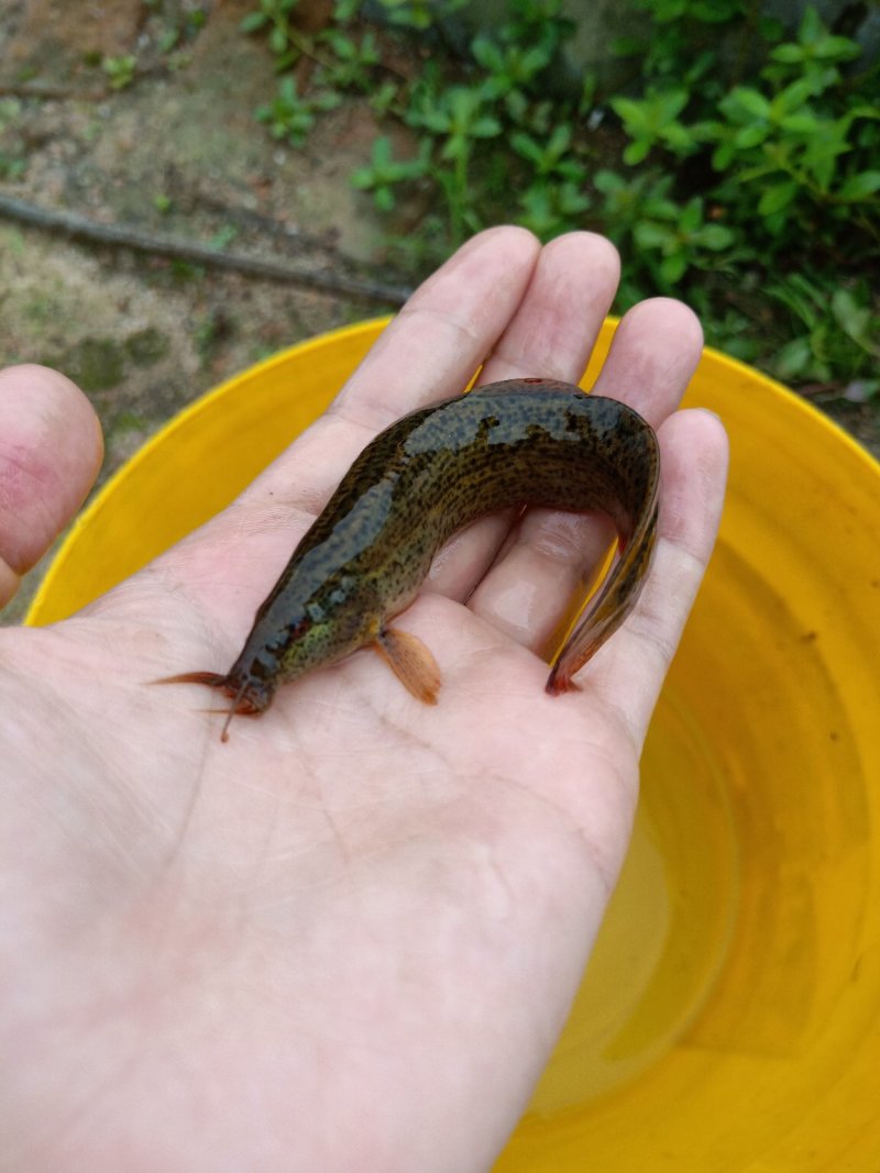 泥鳅鱼苗哪里有？台湾泥鳅苗杂交泥鳅苗价格
