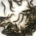 泥鳅鱼苗哪里有？台湾泥鳅苗杂交泥鳅苗价格