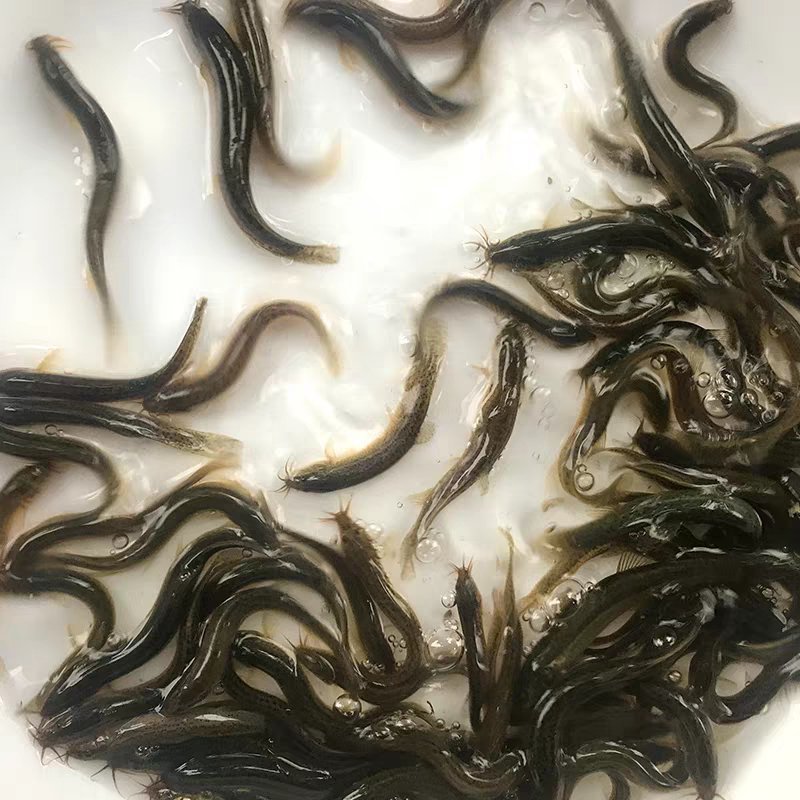 泥鳅鱼苗哪里有？台湾泥鳅苗杂交泥鳅苗价格