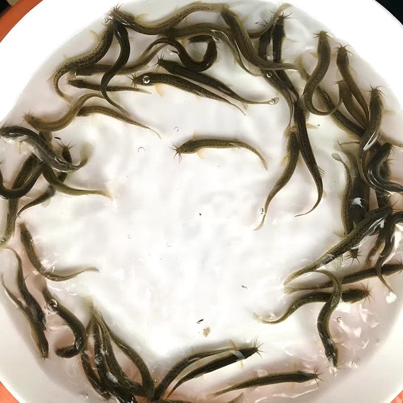 泥鳅鱼苗哪里有？台湾泥鳅苗杂交泥鳅苗价格