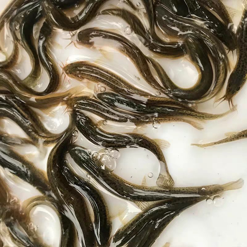 泥鳅鱼苗哪里有？台湾泥鳅苗杂交泥鳅苗价格