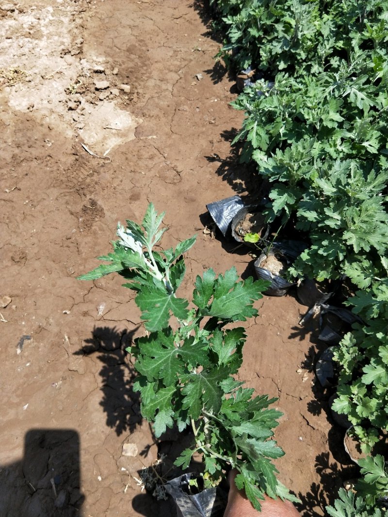 地被菊地被菊杯苗死苗补发量大可以优惠