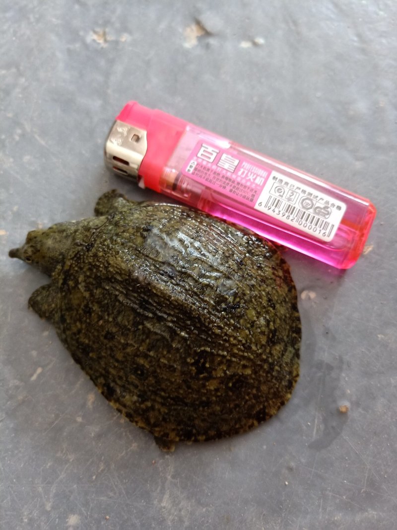 甲鱼苗大型养殖场低价提供优质种苗
