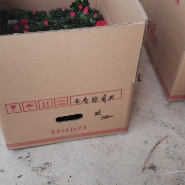 桌面小杜鹃福建四海园基地直销