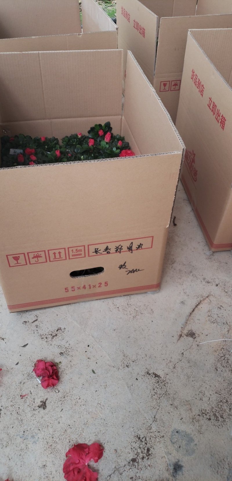 桌面小杜鹃福建四海园基地直销