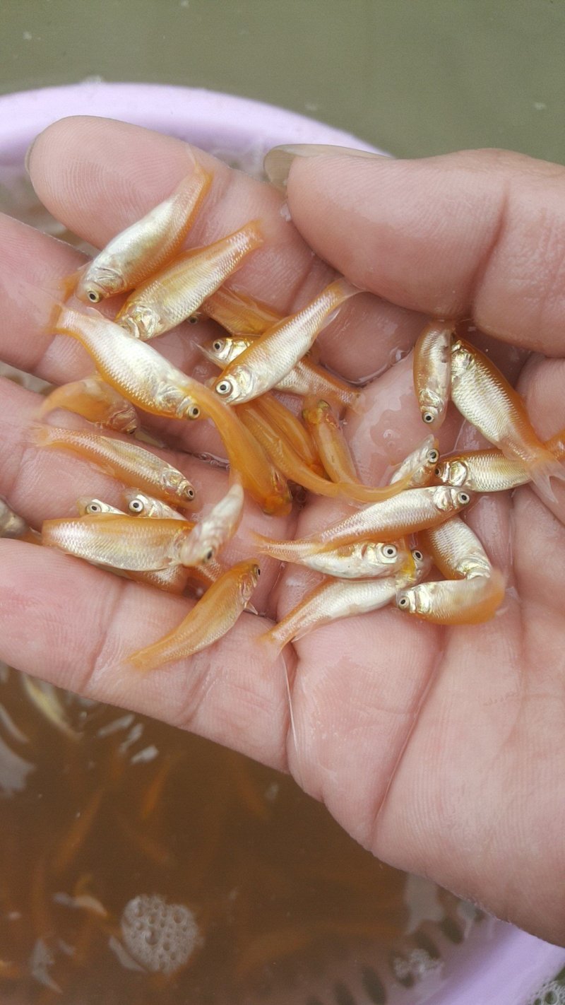水产种苗金草鱼苗批发草鱼苗批发
