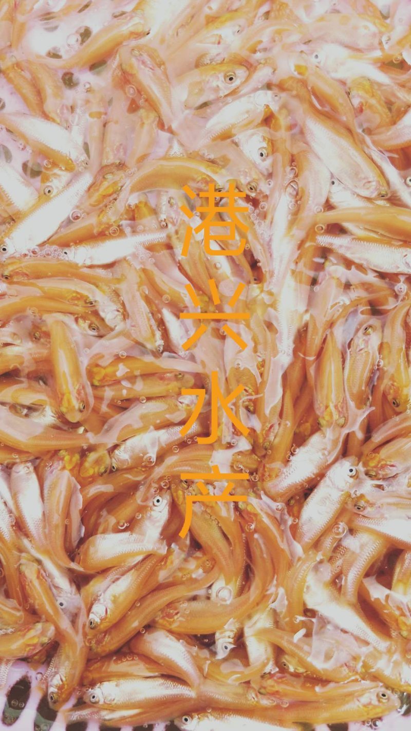 水产种苗金草鱼苗批发草鱼苗批发