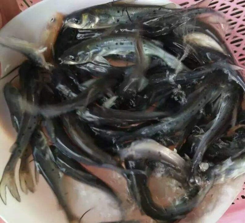 种苗叉尾鮰鱼苗鮰鱼苗塘鲺鱼苗批发