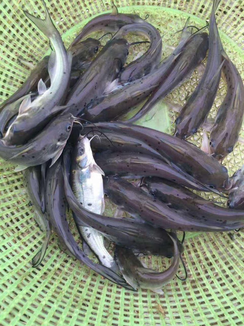 种苗叉尾鮰鱼苗鮰鱼苗塘鲺鱼苗批发