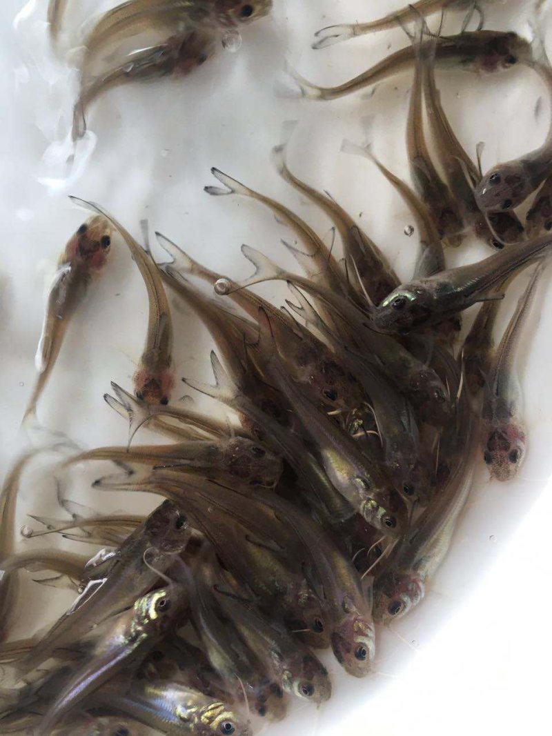 种苗叉尾鮰鱼苗鮰鱼苗塘鲺鱼苗批发