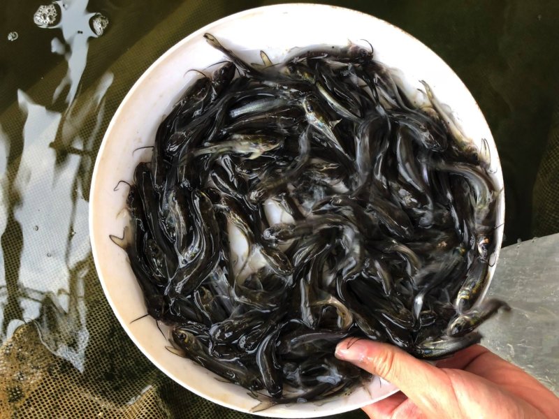 种苗叉尾鮰鱼苗鮰鱼苗塘鲺鱼苗批发