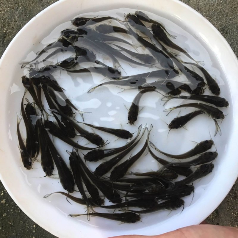 种苗叉尾鮰鱼苗鮰鱼苗塘鲺鱼苗批发
