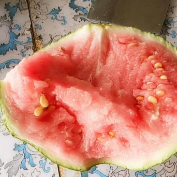 西瓜熟了要的联系我