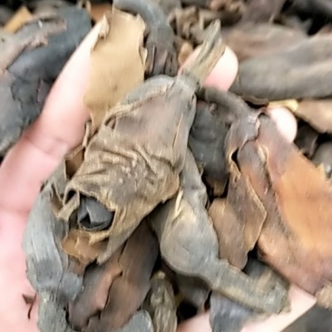 厚朴花批发各种规格中药材不包邮