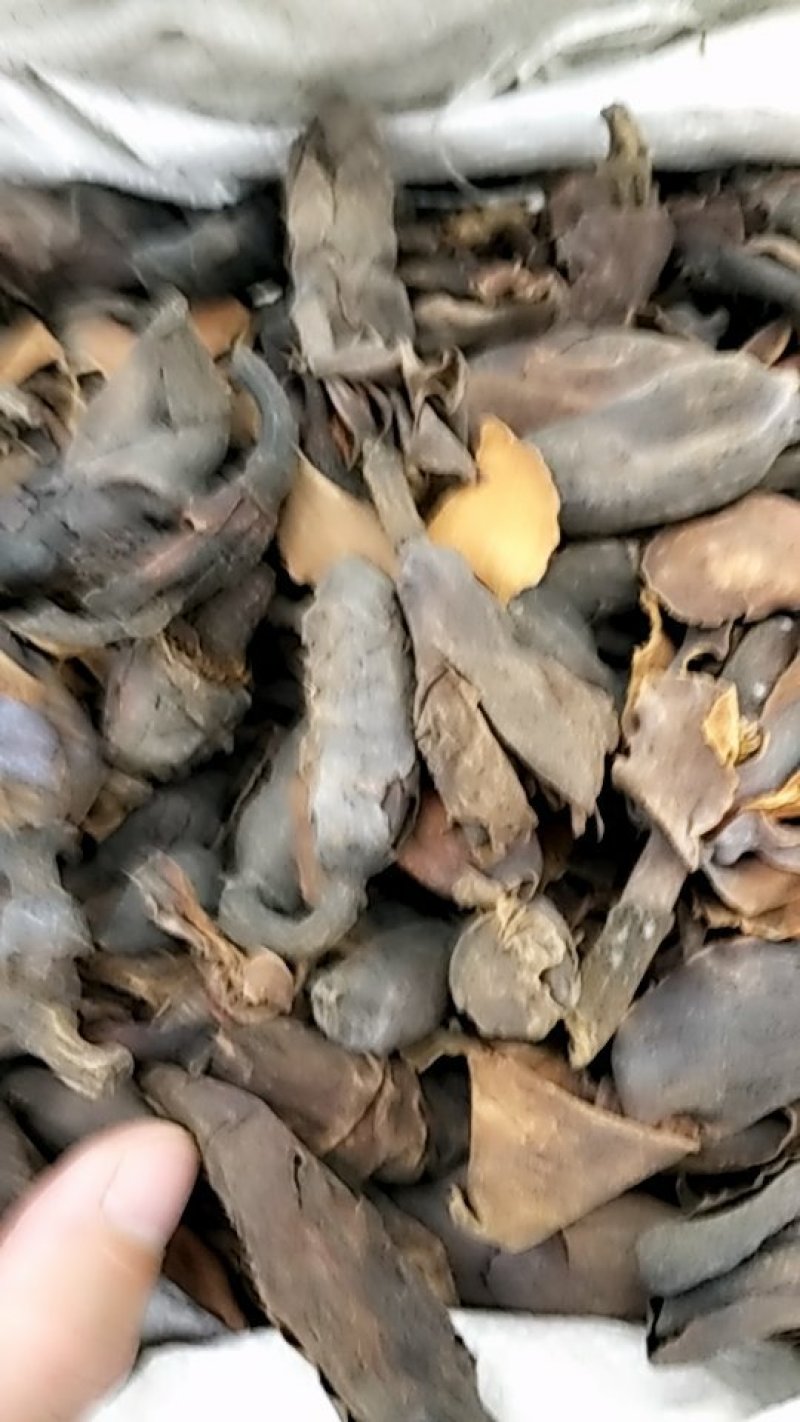 厚朴花批发各种规格中药材不包邮
