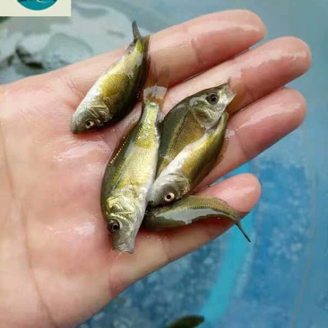 水产种苗鲤鱼苗稻田鲤鱼禾花鲤鱼苗批发基地