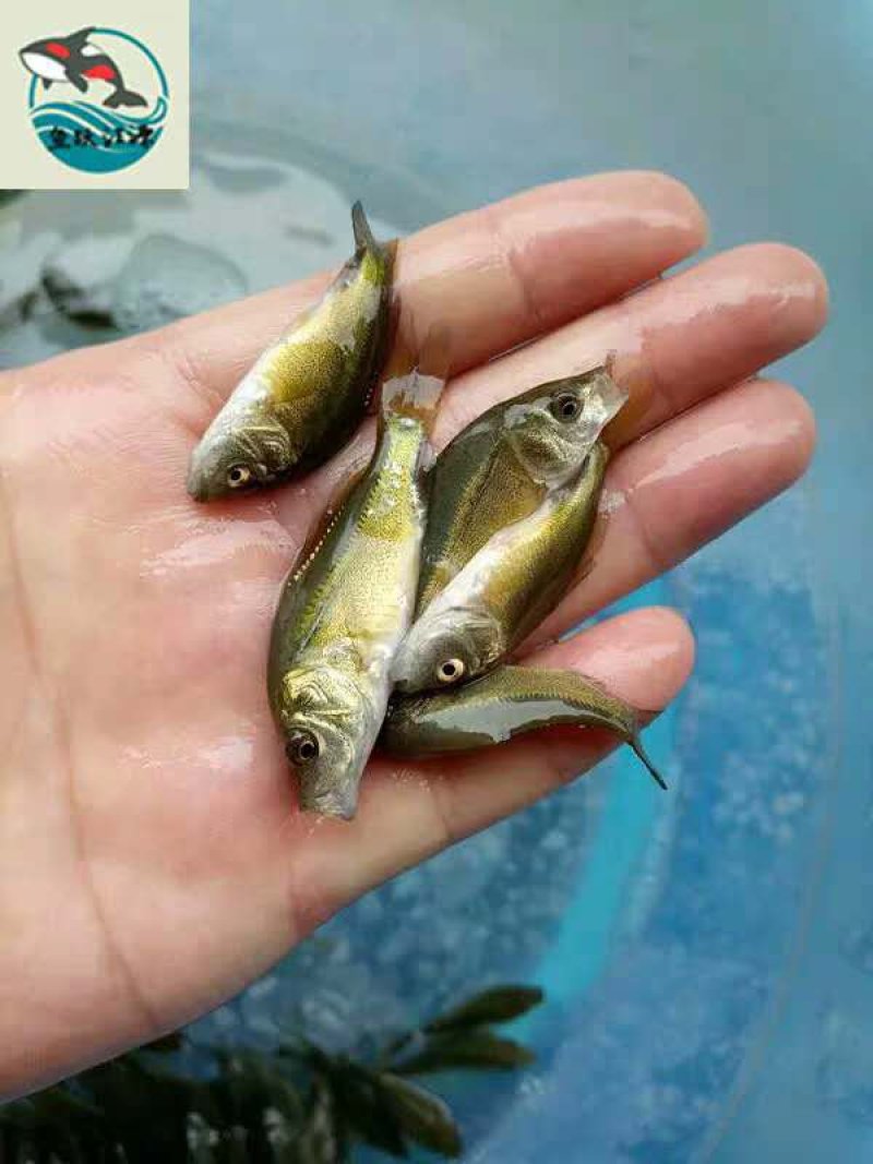 水产种苗鲤鱼苗稻田鲤鱼禾花鲤鱼苗批发基地