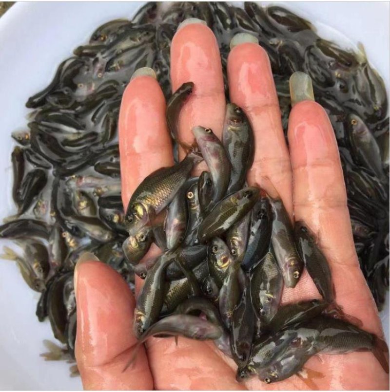 水产种苗鲤鱼苗稻田鲤鱼禾花鲤鱼苗批发基地