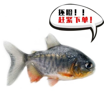 水产种苗批发鲳鱼苗淡水鱼苗水花苗批发市场
