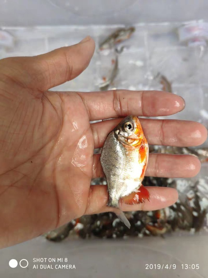 水产种苗批发鲳鱼苗淡水鱼苗水花苗批发市场
