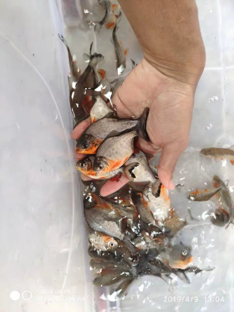水产种苗批发鲳鱼苗淡水鱼苗水花苗批发市场
