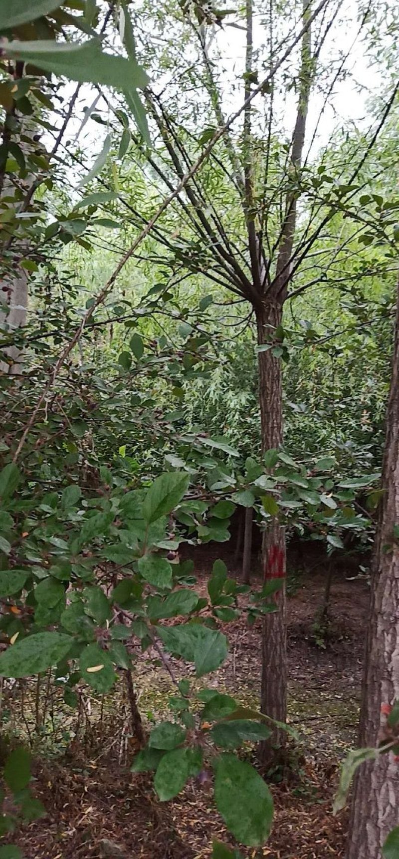 供应各种柳树