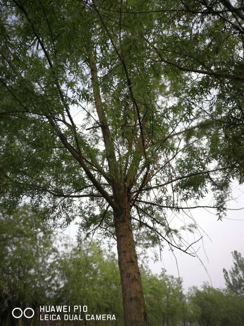 供应各种柳树