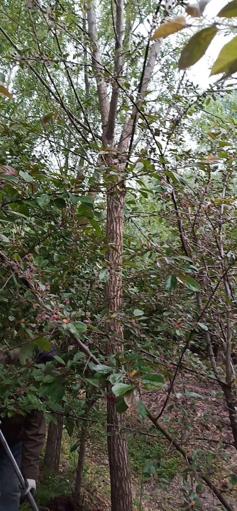 供应各种柳树