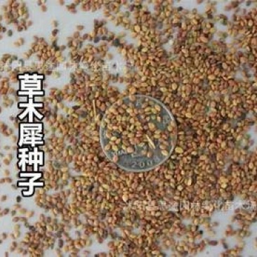 草木犀种子，多年生牧草种子